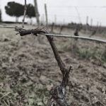 potatura vigna in gennaio