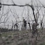 potatura vigna in gennaio