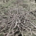 potatura vigna in gennaio