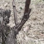 potatura vigna in gennaio