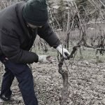 potatura vigna in gennaio