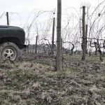 potatura vigna in gennaio